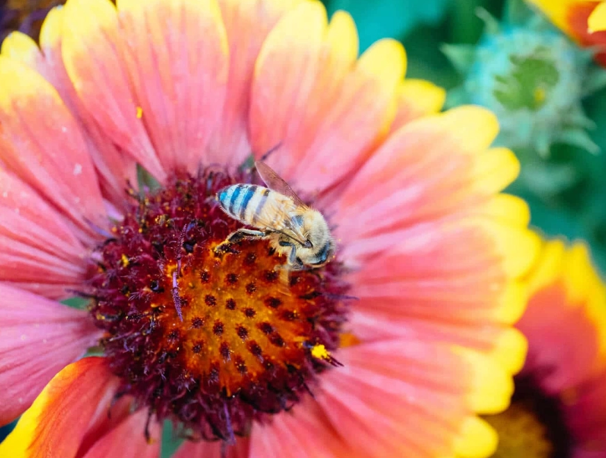 bee friendly flowers list