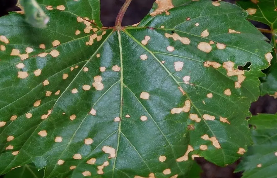 how to treat brown spots on leaves