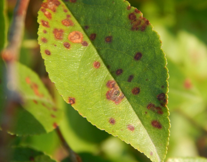 leaf spot disease
