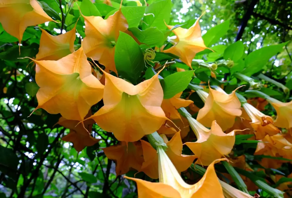 poisonous garden plants