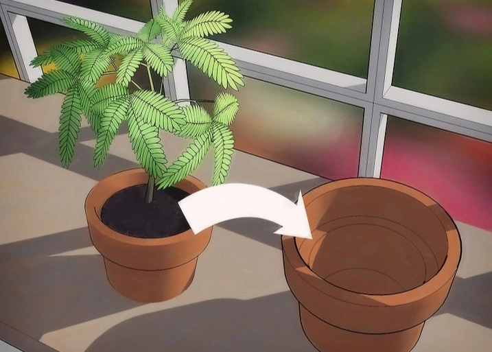 plant repotting guide