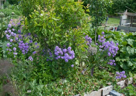 herb companion plants