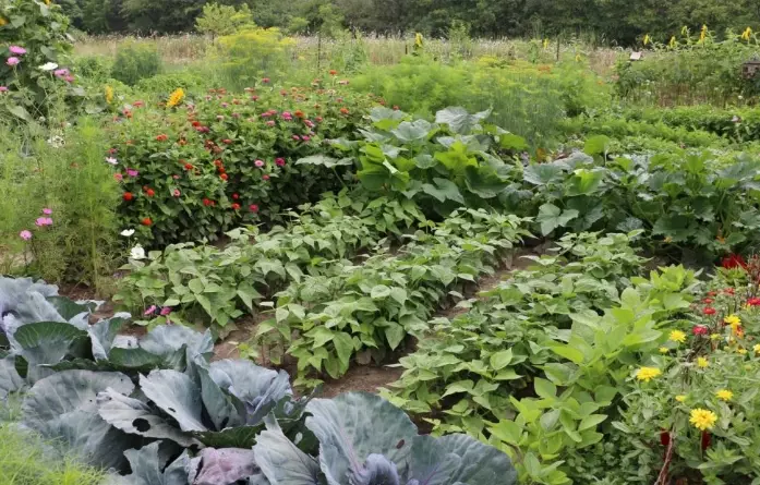 organic pest management organic pest management