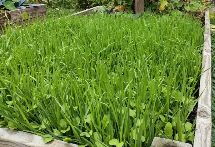 companion planting for pest control companion planting for pest control