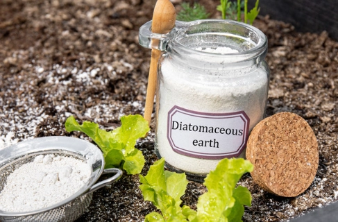 diatomaceous earth for bugs diatomaceous earth for bugs