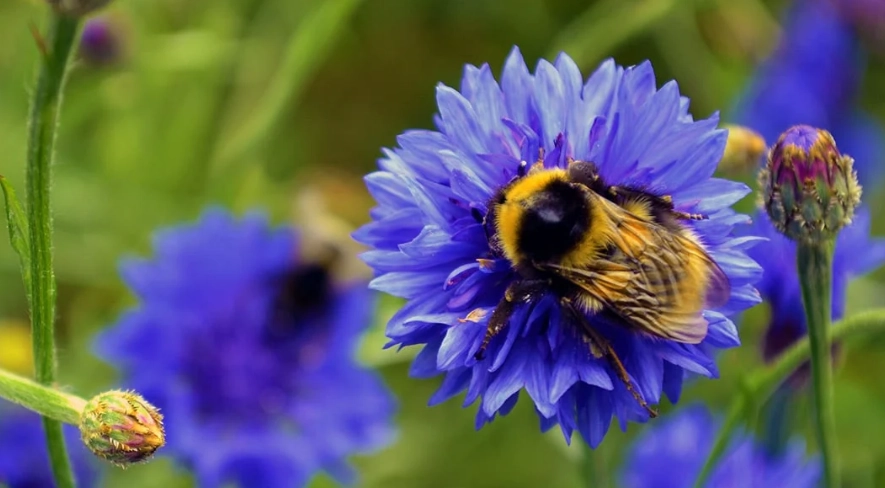 best flowers for bees
