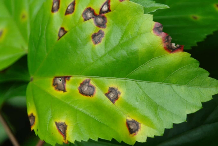 leaf spot disease