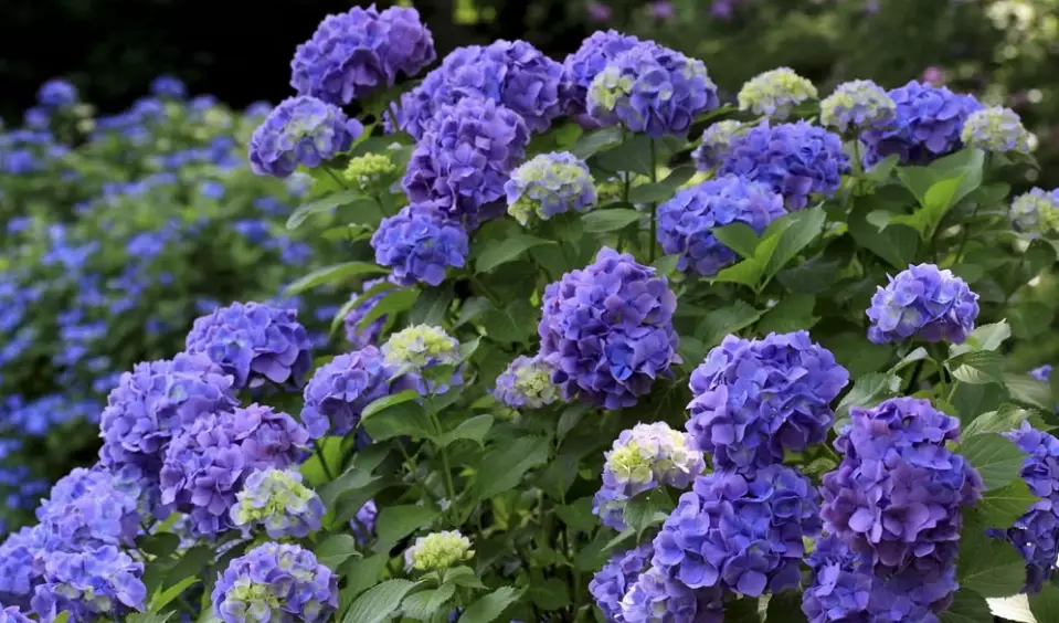 common poisonous plants