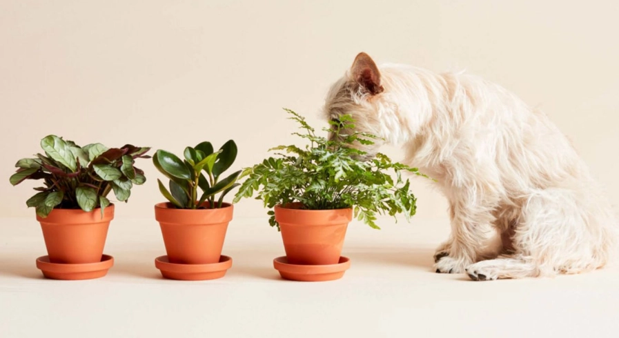 non toxic houseplants