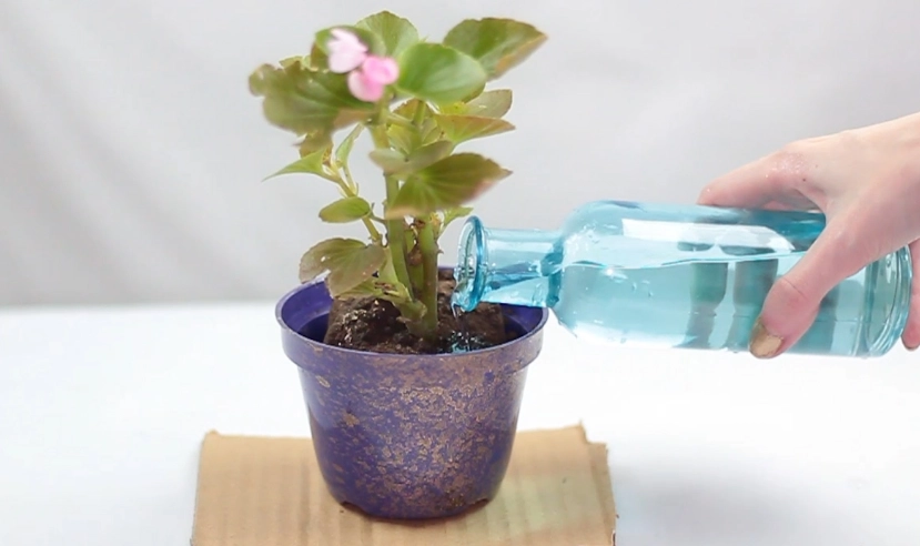 plant repotting guide