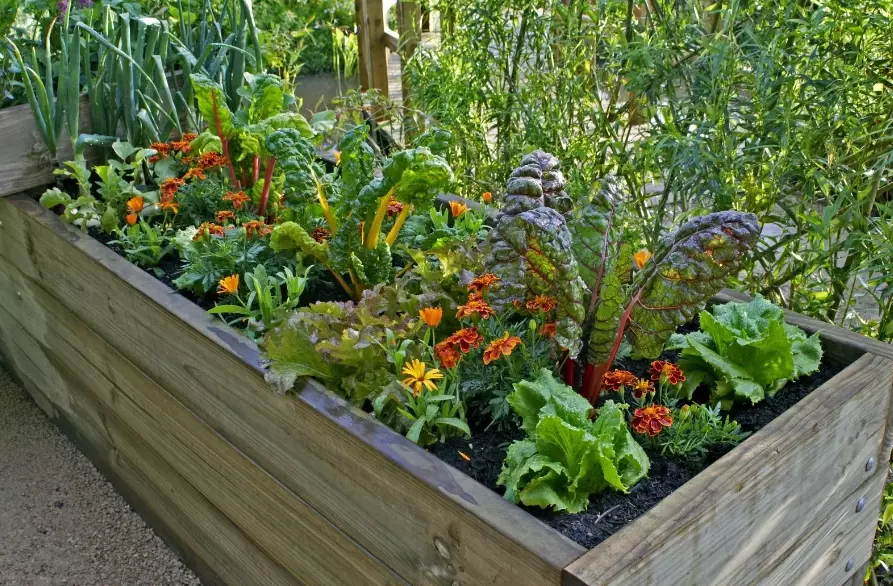 best plants for containers