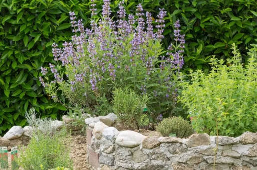 herb companion plants