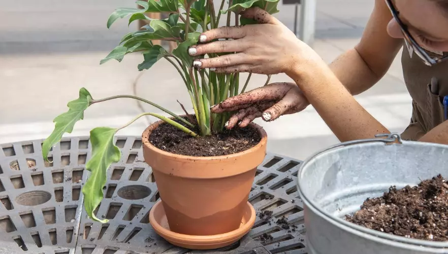 repotting plants