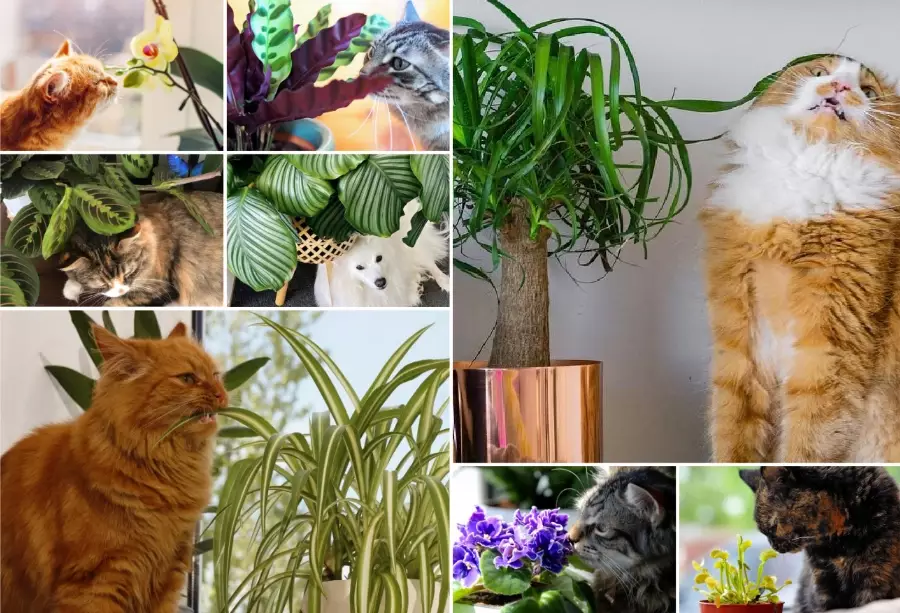 safe plants for cats and dogs