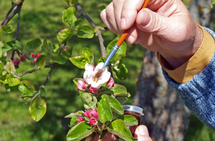 self pollination process