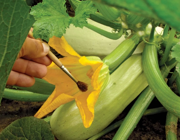 self pollinating plants