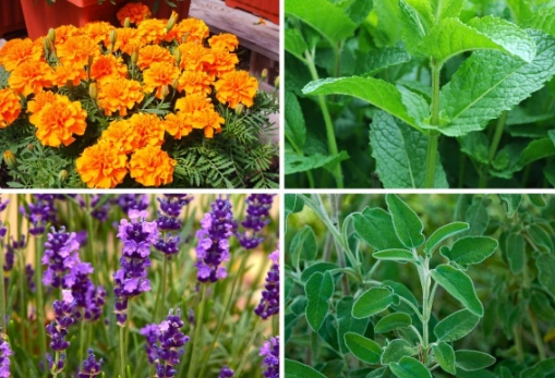 natural mosquito control