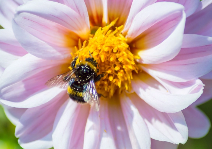 bee friendly flowers