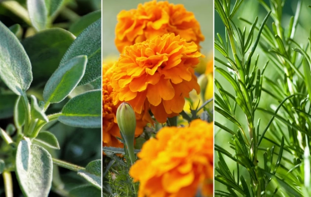 plants that keep mosquitoes away