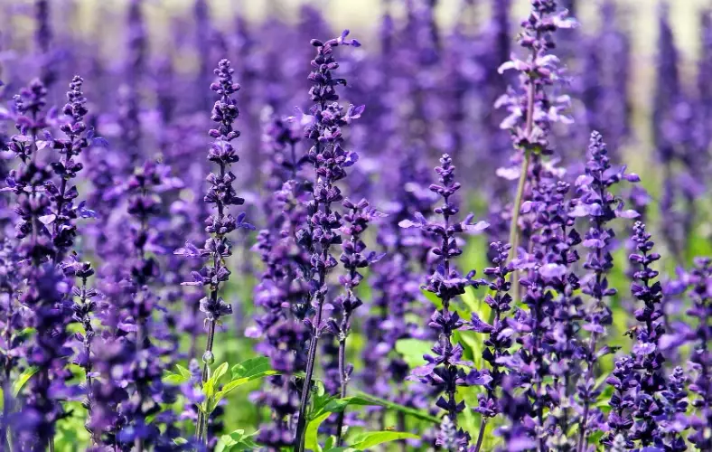 mosquito repellent plants