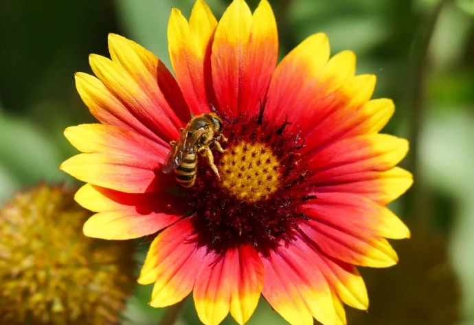 bee friendly flowers