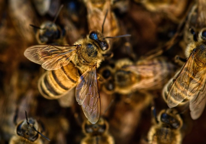 how pollination works