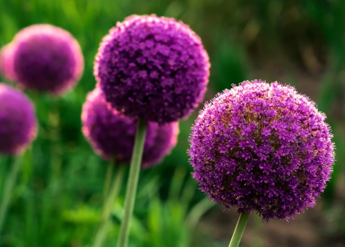 mosquito repellent plants