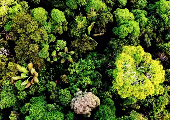 ecological balance in gardening