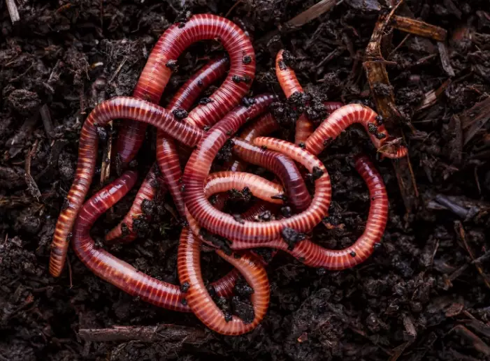 benefits of earthworms