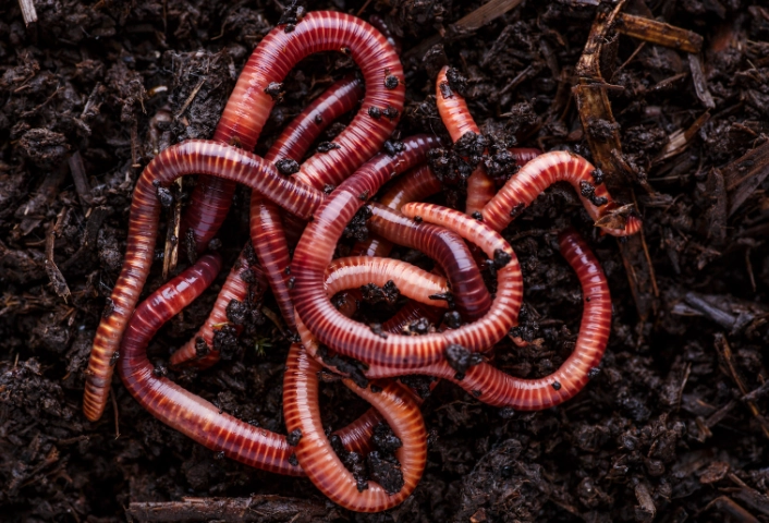 underground ecosystems