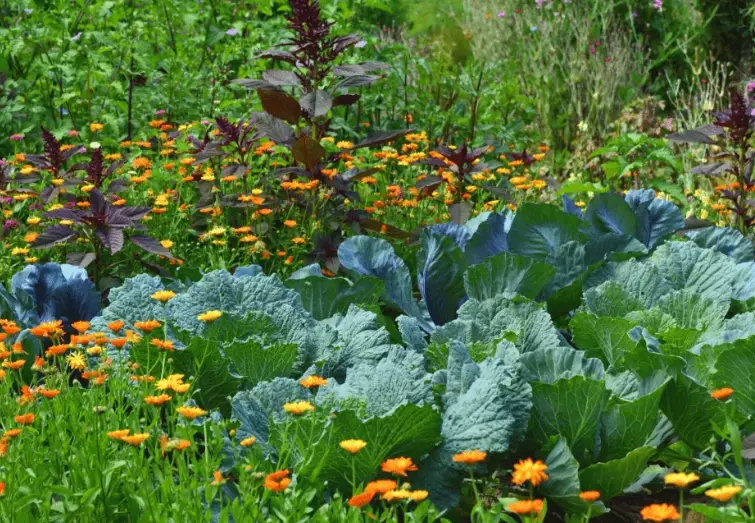 garden ecosystem design