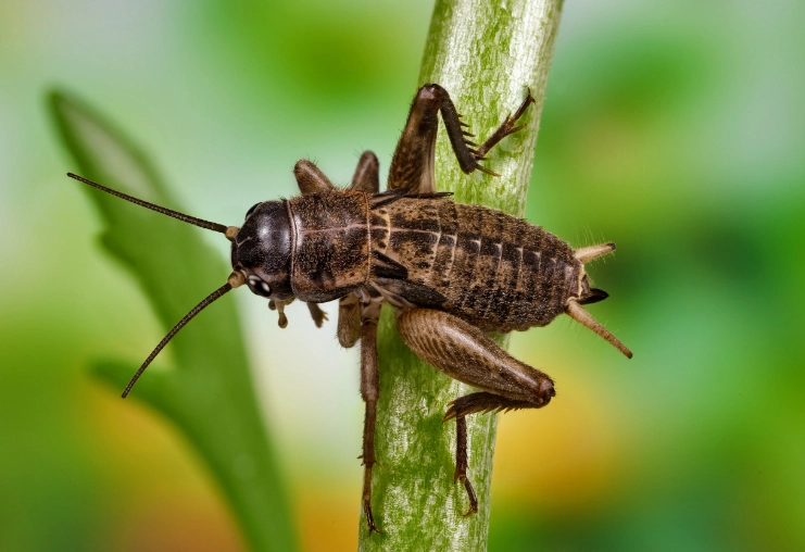 why are insects important to humans