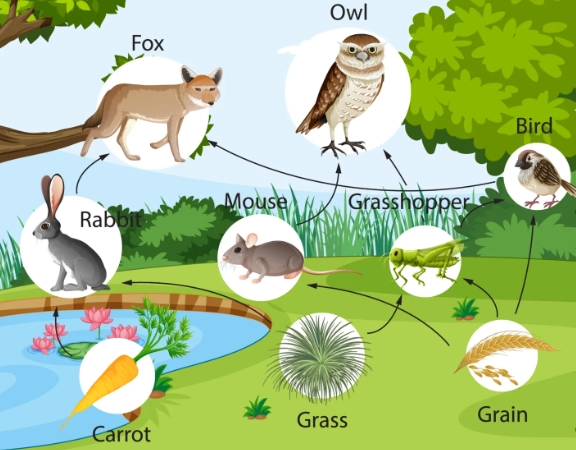food web in garden