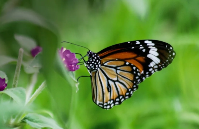 importance of insects