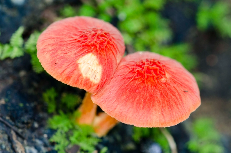 decomposers in soil health