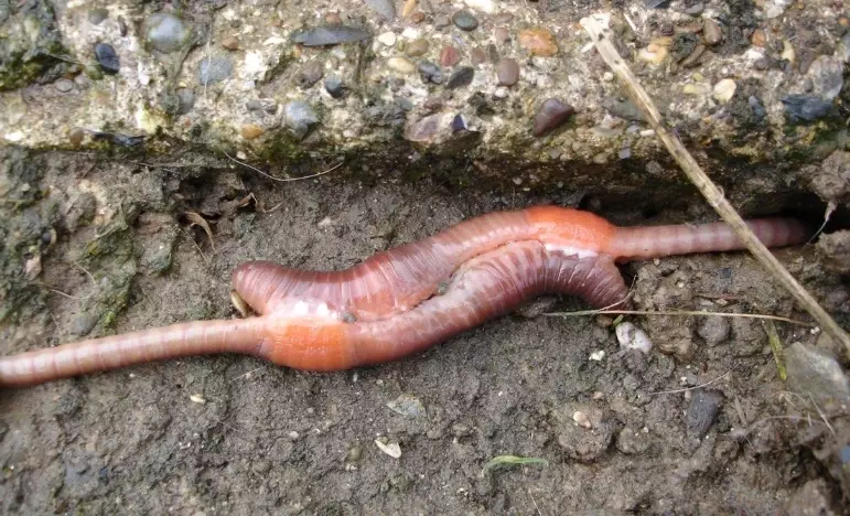 benefits of earthworms