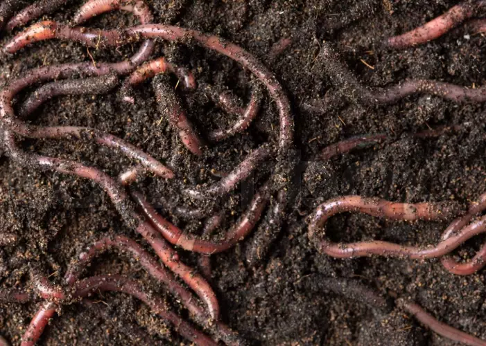 how to attract earthworms