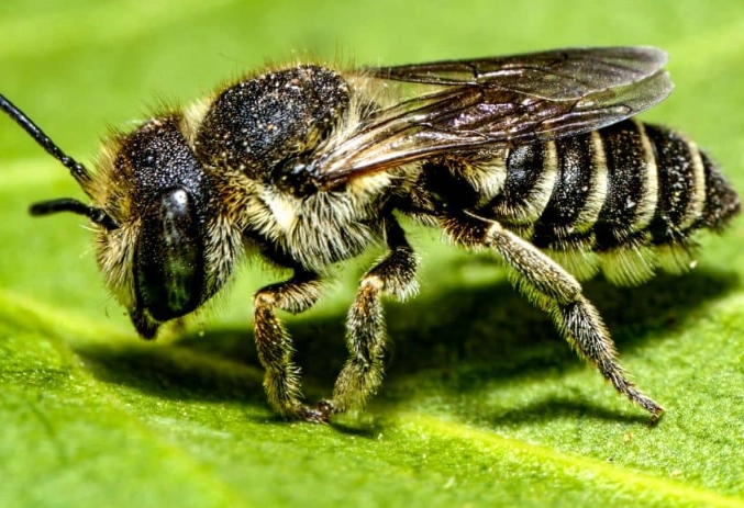 solitary bees