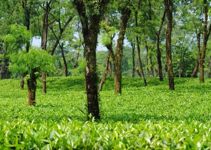 tea garden plants