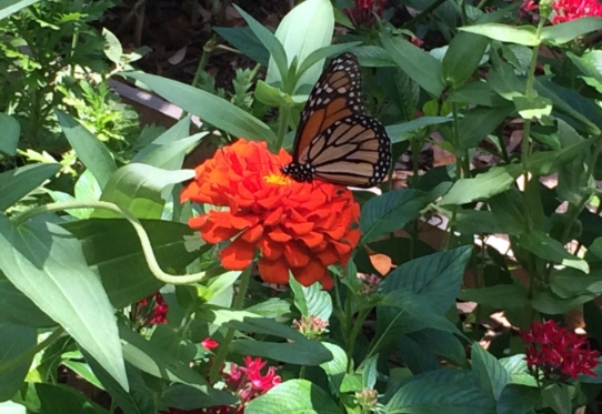 host plants for butterflies
