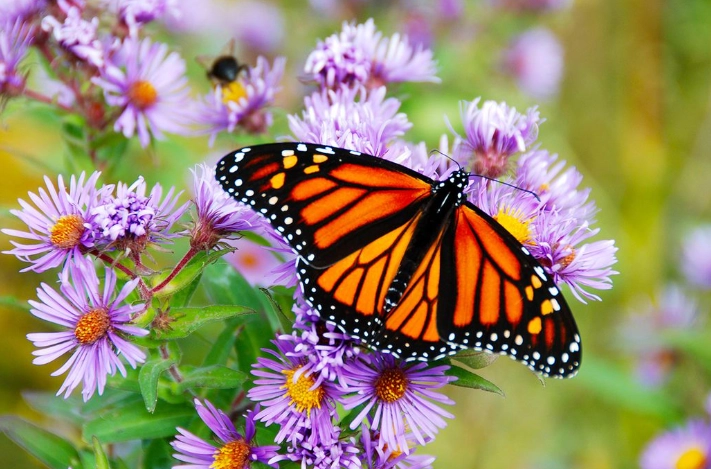 butterfly garden plants