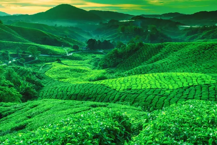 herbal tea gardening