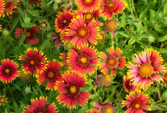 host plants for butterflies