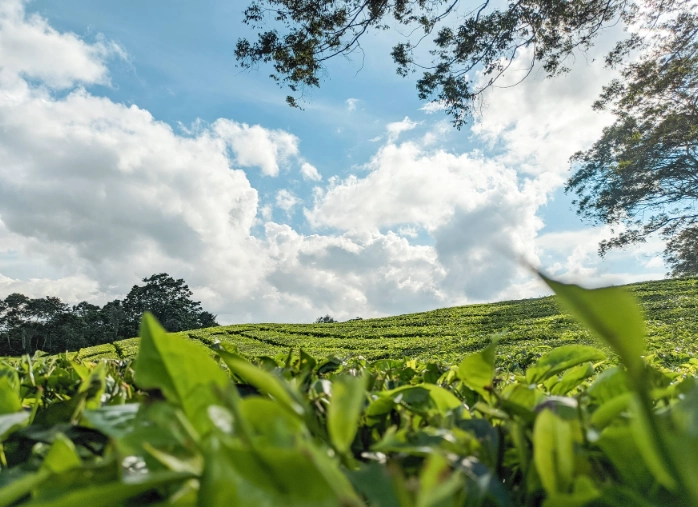 herbal tea gardening
