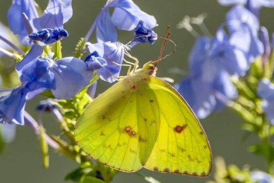 butterfly garden plants
