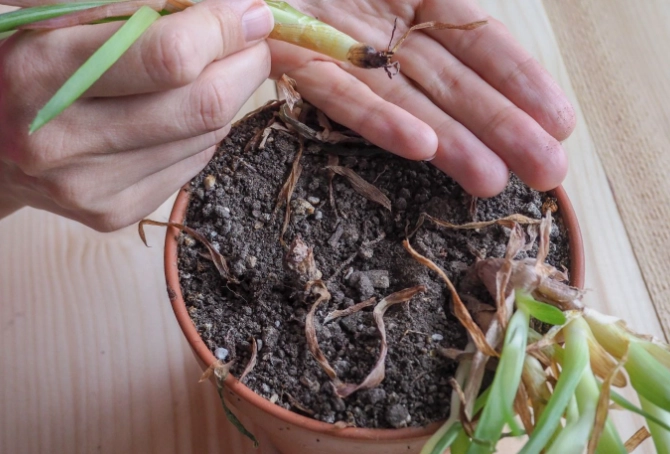 root rot treatment