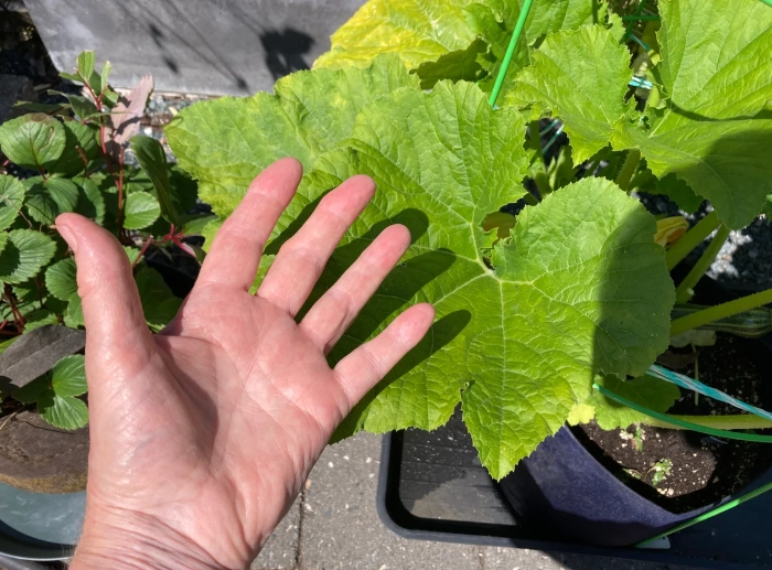 diagnose plant problems