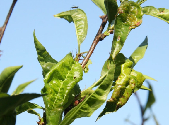 leaf curl disease