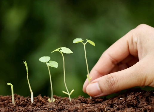 healthy plant growth