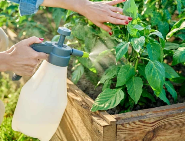 how to stop plant diseases